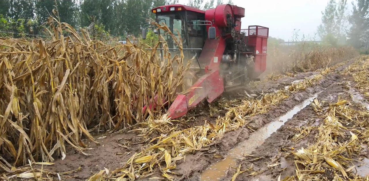 秋雨連綿農時急，沃得履帶機助力玉米顆粒歸倉